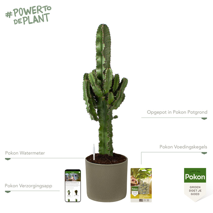 Pokon Cowboycactus incl. watermeter en voeding in Pot Groen ↕90 cm