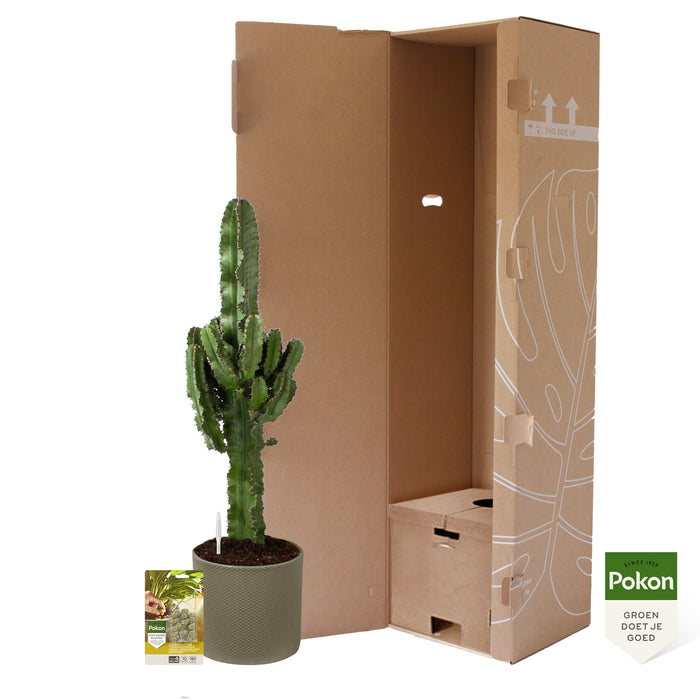 Pokon Cowboycactus incl. watermeter en voeding in Pot Groen ↕90 cm
