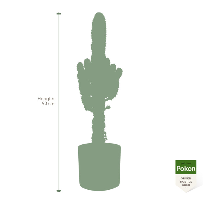 Pokon Cowboycactus incl. watermeter en voeding in Pot Groen ↕90 cm