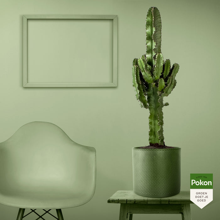 Pokon Cowboycactus incl. watermeter en voeding in Pot Groen ↕90 cm