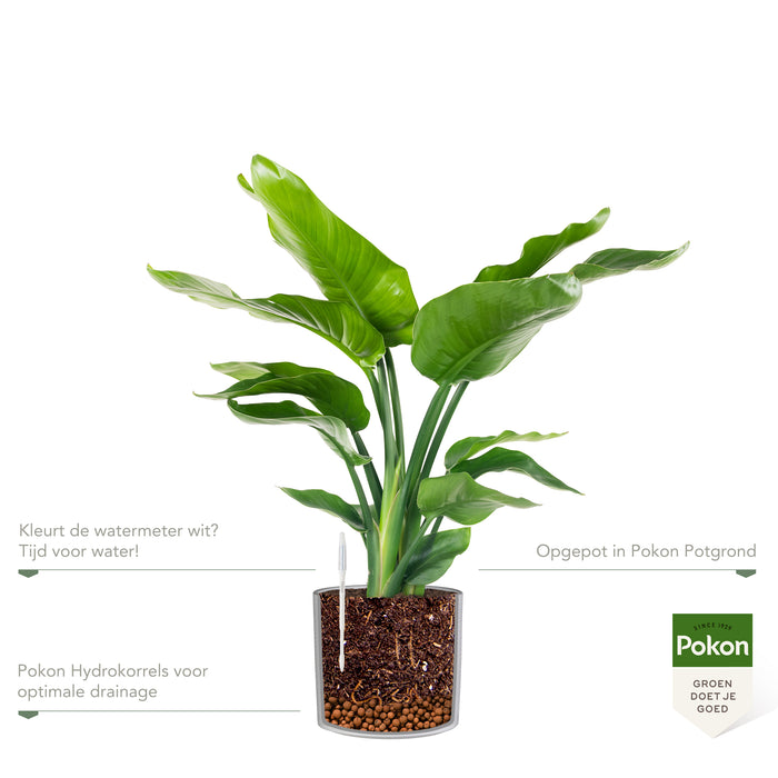 Pokon Strelitzia incl. watermeter en voeding in Pot Wit ↕75 cm