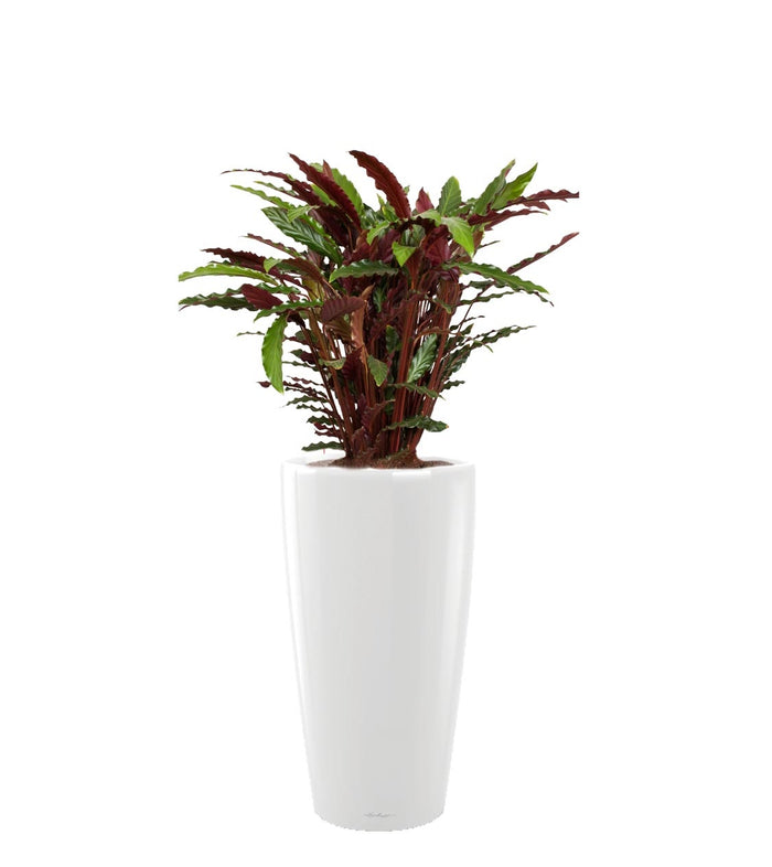 Fleur.nl | Calathea Rufibarba in watergevende Rondo wit | Pauwenplant