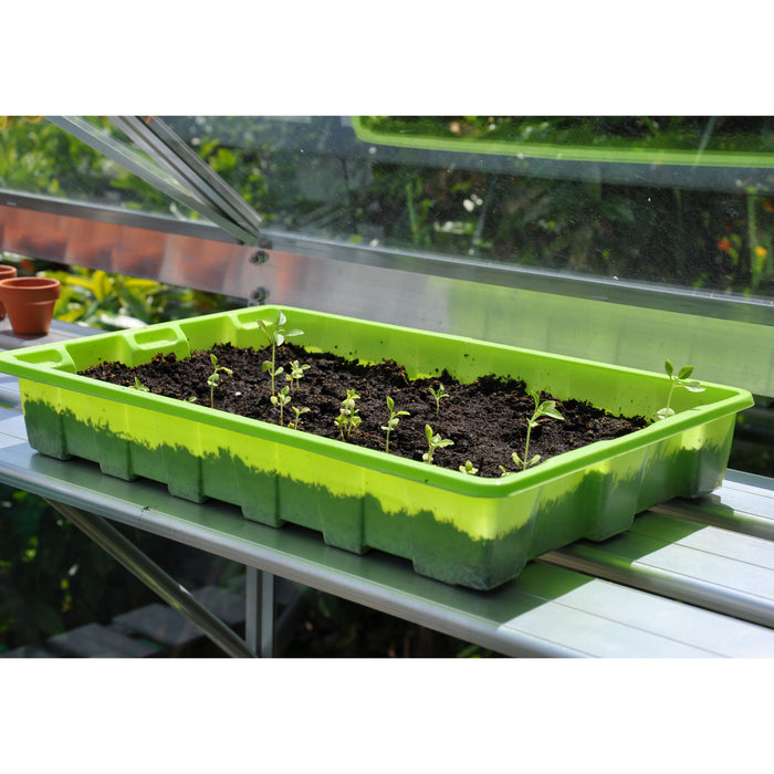 Royal Well Alu Sower Kweekschap