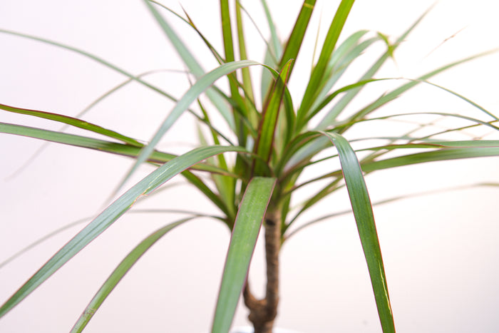 Bloomique - Drakenbloedboom - Dracaena 'Marginata' - ⌀ 17 - ↕ 75