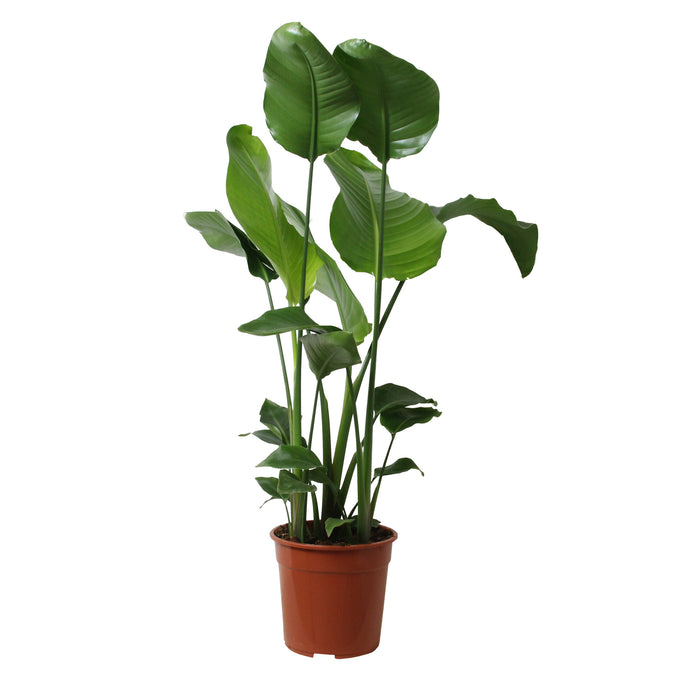 Flora@Home | Strelitzia (h.110 cm) in ELHO ® Pure Round (Antraciet)