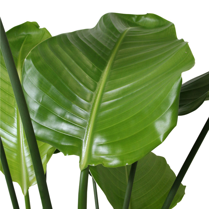Flora@Home | Strelitzia (h.110 cm) in ELHO ® Pure Round (Antraciet)