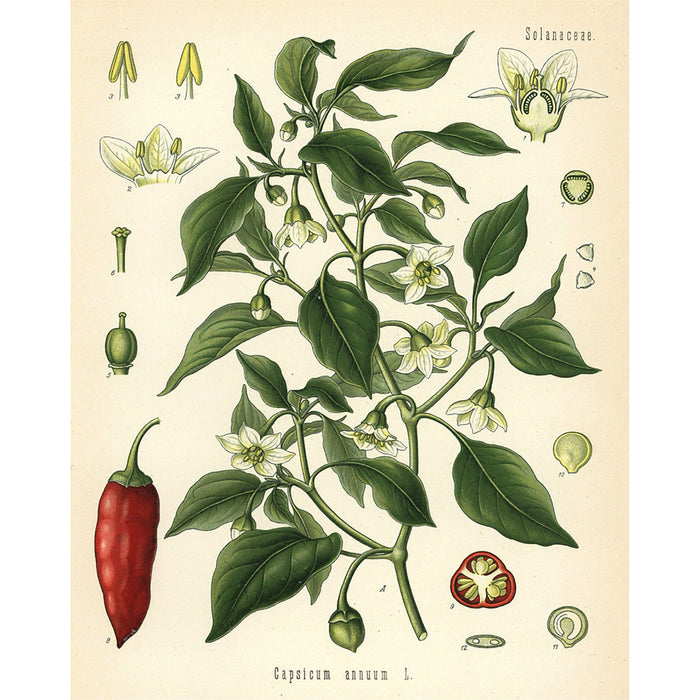 Hete pepers - Jeroen Hazebroek