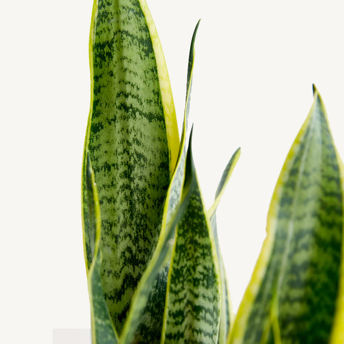 Elho Sansevieria Laurentii in Elho pot