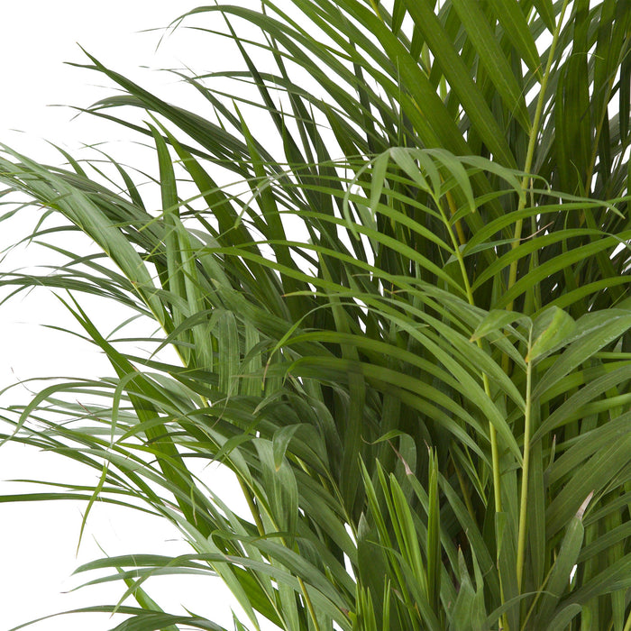 Flora@Home | Areca Palm ELHO ® Pure Round (Zwart)