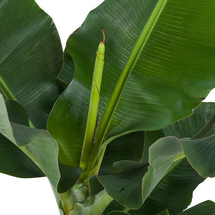 Flora@Home | Bananenplant in ELHO ® Pure Round (Antraciet)