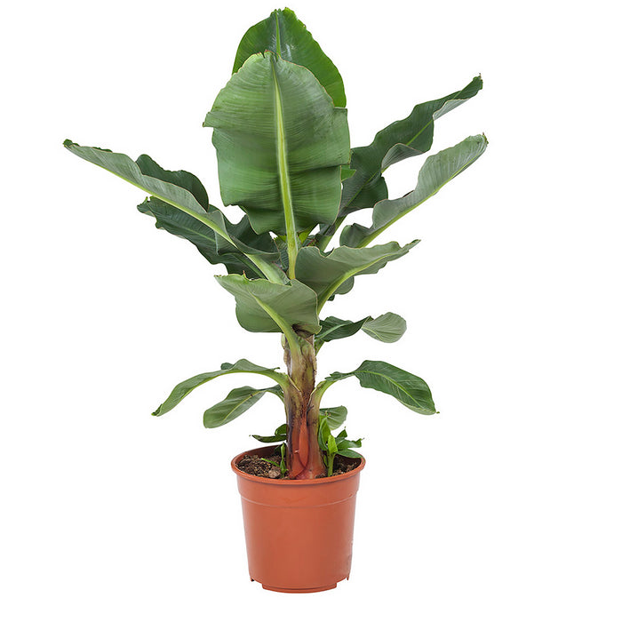 Flora@Home | Bananenplant in ELHO ® Pure Round (Wit)