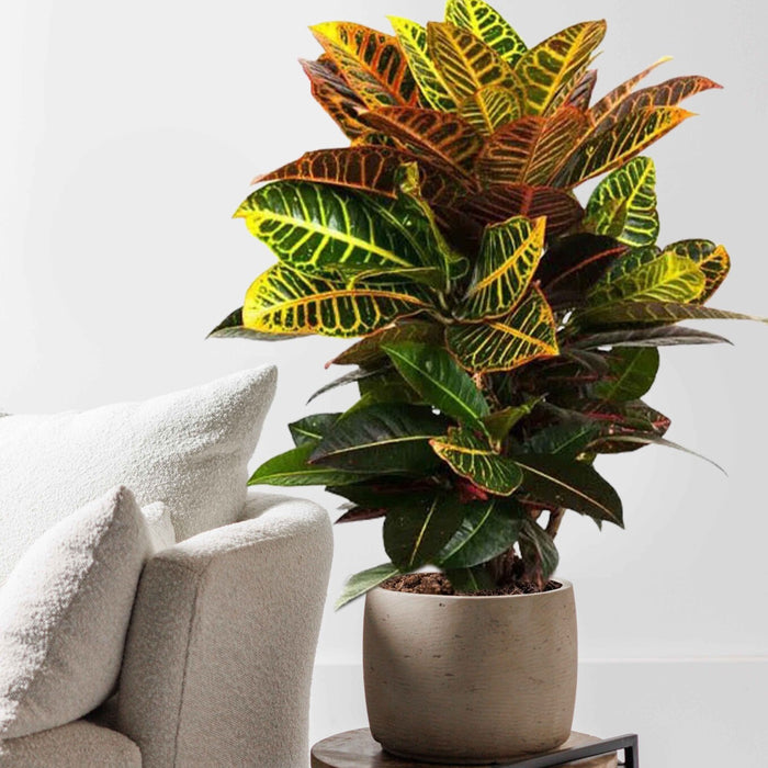 Fleurdirect Croton Wonderstruik Petra M