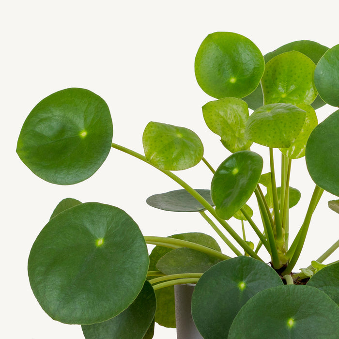 Fleurdirect Pilea in Terra Cotta pot