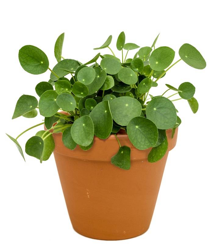 Fleurdirect Pilea in Terra Cotta pot