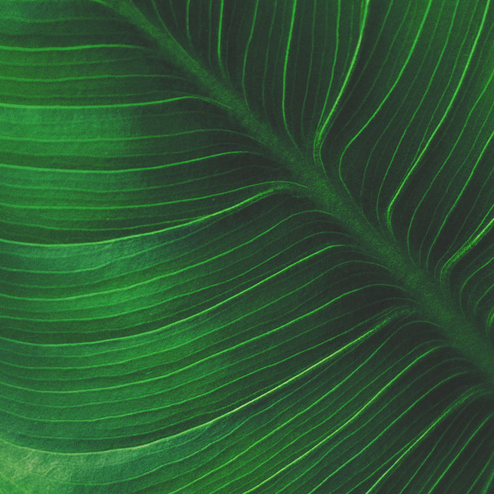 Daring Walls Behang Tropical leaves - 6