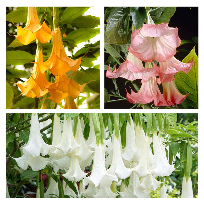 Bloomique - 3x Brugmansia Mix – Engelentrompet – ⌀9 cm - ↕25-30 cm