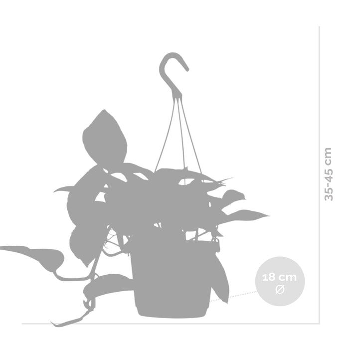 Bloomique - Scindapsus Marble Queen – ⌀17 cm - ↕35-45 cm