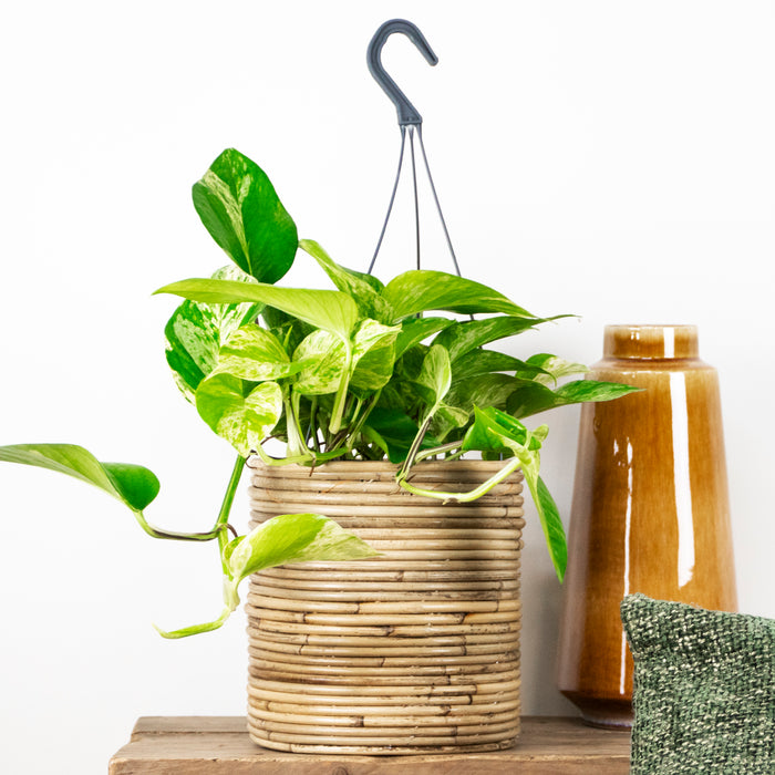 Bloomique - Scindapsus Marble Queen – ⌀17 cm - ↕35-45 cm