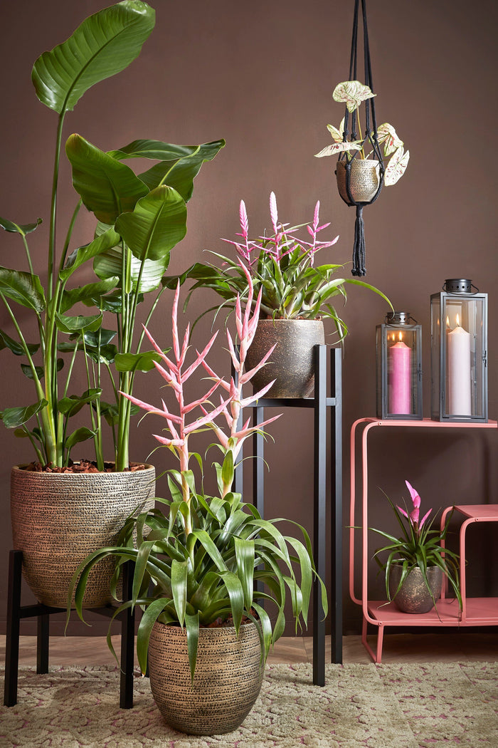 f875d014-1601-4149-90fd-9f7115ed99a9-afbeelding8.jpg (4751340)