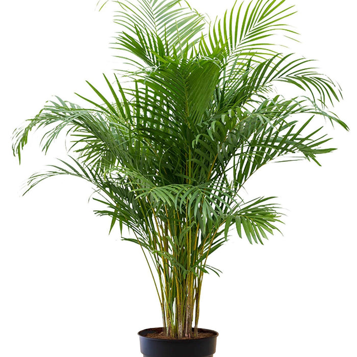 Fleurdirect Goudpalm Areca L