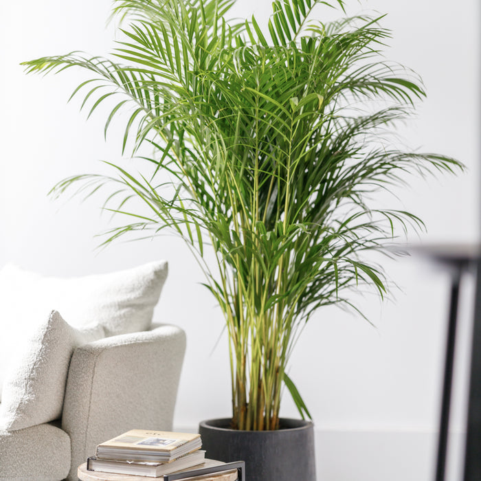 ae8da6ab-0018-412f-99a0-db8f05f3c13b-afbeelding4.jpg (4764099)