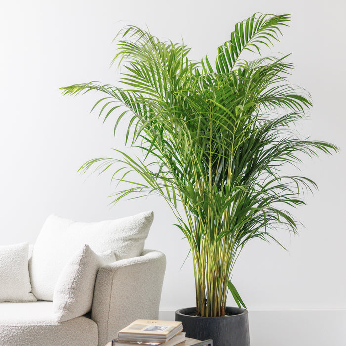 ae8da6ab-0018-412f-99a0-db8f05f3c13b-afbeelding6.jpg (4764101)