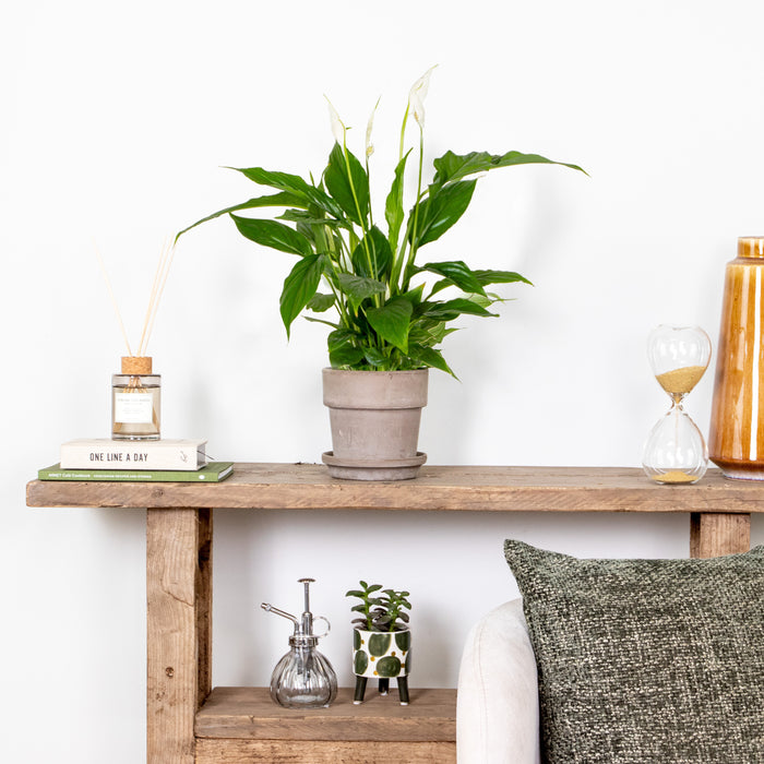 Bloomique - Spathiphyllum 'Torelli' - Lepelplant - ⌀12 cm - ↕35-45 cm