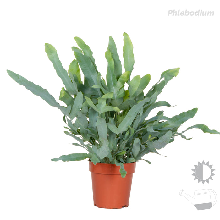 Bloomique - 3x Luchtzuiverende Varen Mix – ⌀12 cm - ↕25-35 cm