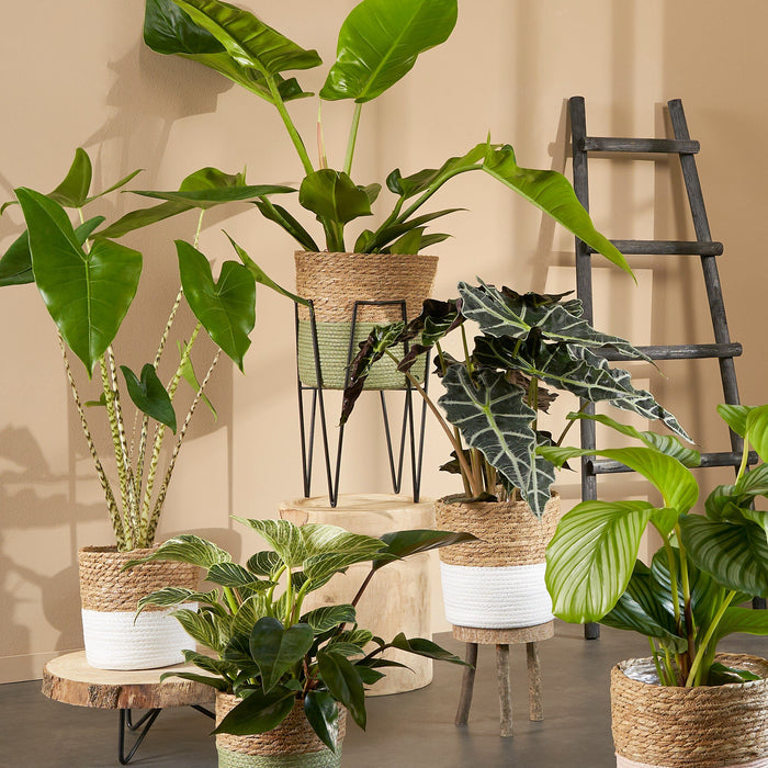 House of Seasons Ladderrek - L29 x B49 x H119 cm - Zwart