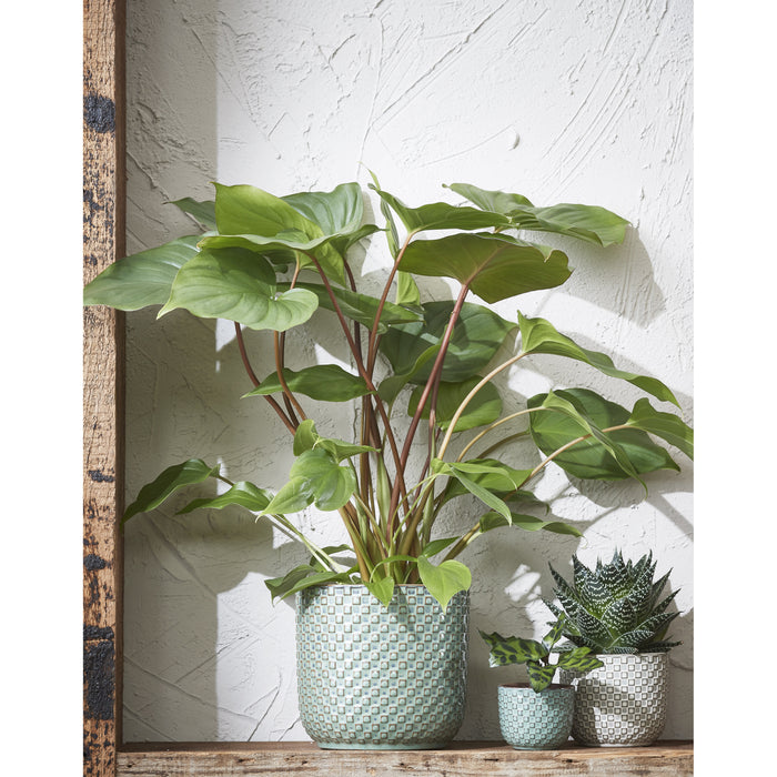 1cf4a6a0-e051-41b9-8ab9-9507ff3607d2-afbeelding5.jpg (4985296)