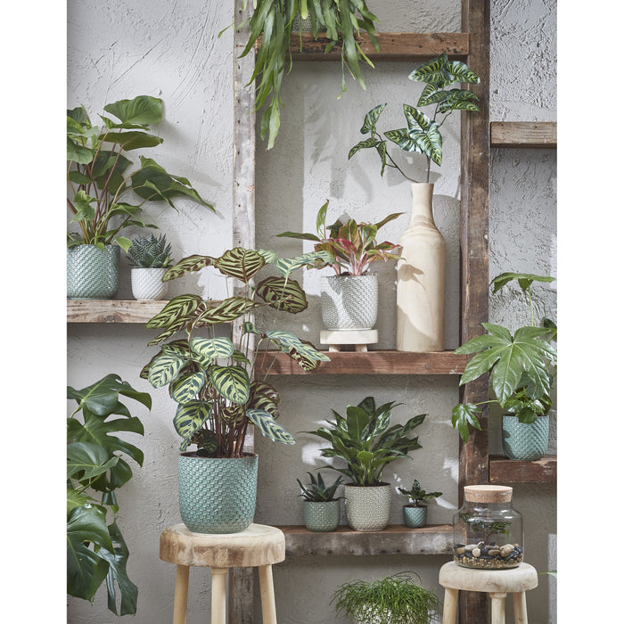 80b88bfa-4727-4716-9f66-be38e57f3d8a-afbeelding4.jpg (4993337)