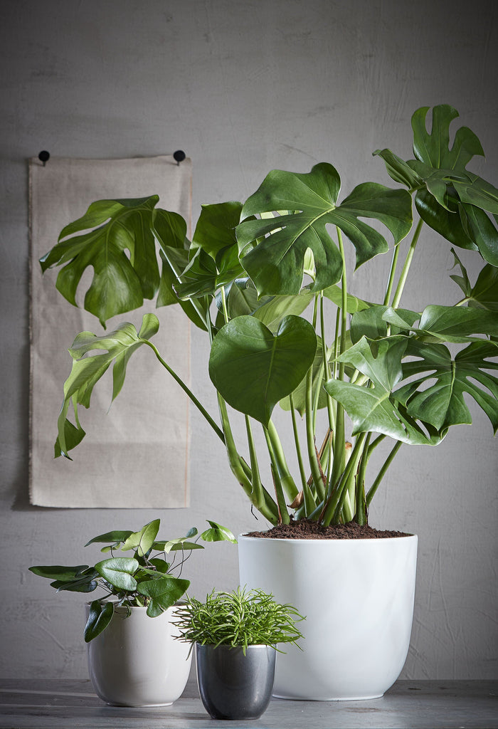 3c742e91-84d4-4034-b37a-fb8af46957ef-sfeerbeeld.jpg (5027139)