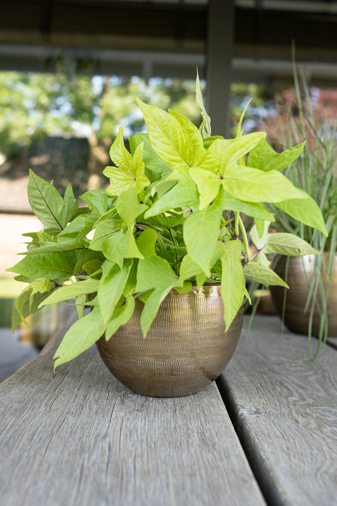 4c81f2af-fa75-4c36-bc68-c96a1db988a7-afbeelding3.jpg (5027418)