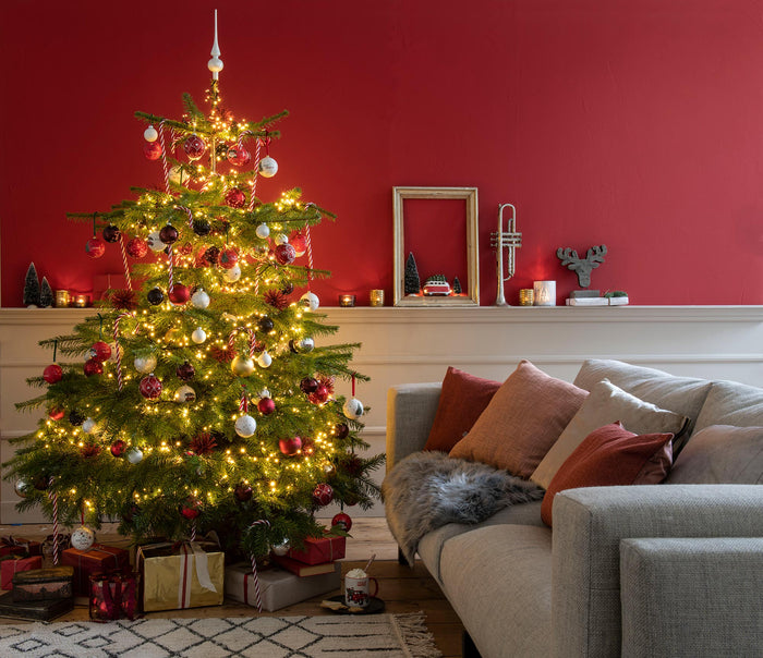 Plant&More - Nordmann Kerstboom 240-270 cm - Zonder Kluit