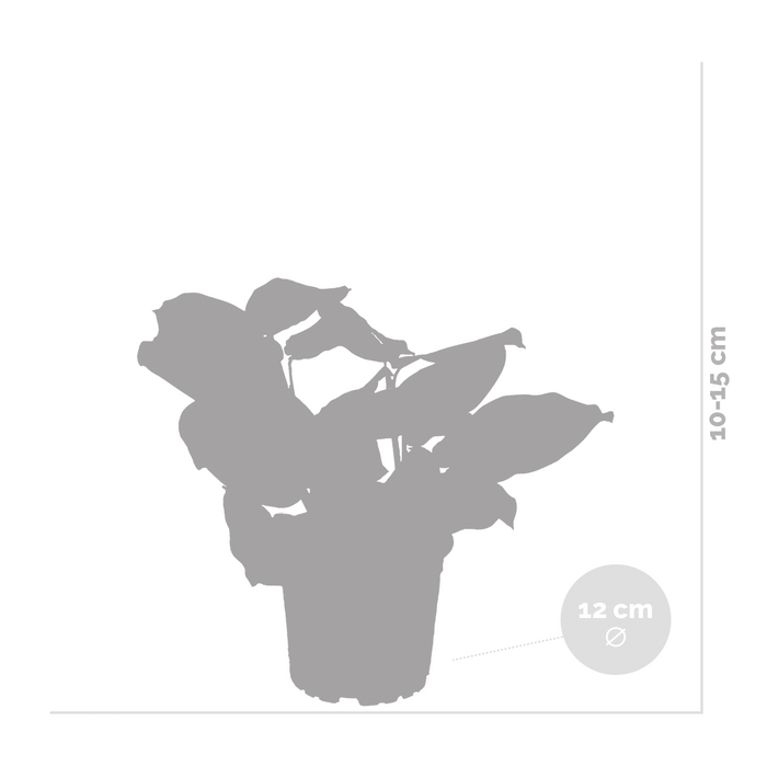 Bloomique - Maranta 'Kerchoveana'– Gebedsplant – ⌀12cm –↕10-15cm