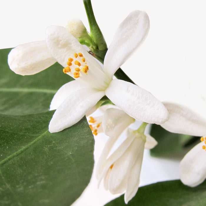 Fleurdirect Sinaasappelboom op rek M