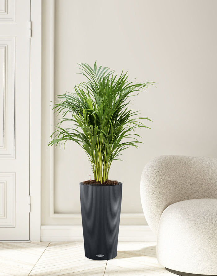 Lechuza Goudpalm in Zelfwatergevende pot