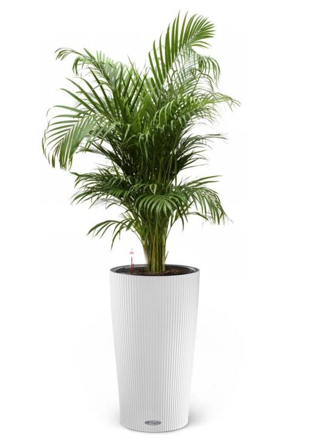 Lechuza Goudpalm in Zelfwatergevende pot