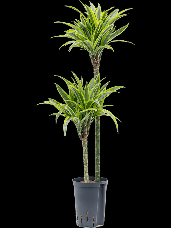 6d247408-101c-4e6e-af35-737703053153-afbeelding4.jpg (5266156)