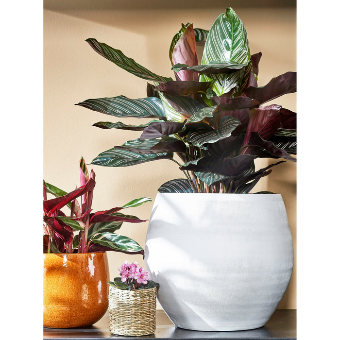 d7011c79-7972-4139-a69f-0944d781425e-afbeelding4.jpg (6288537)