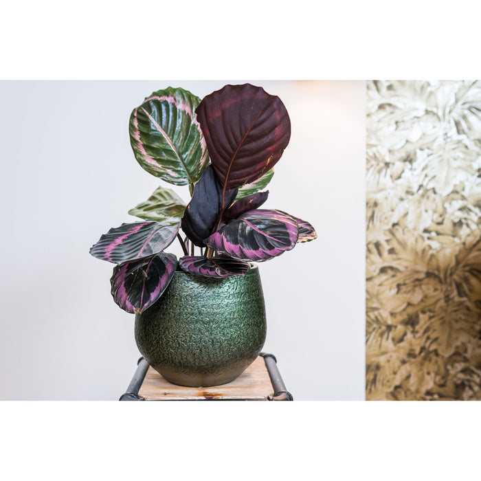 e9aa66a0-c228-4698-8514-e3d42a5c53c9-sfeerbeeld.jpg (6370042)