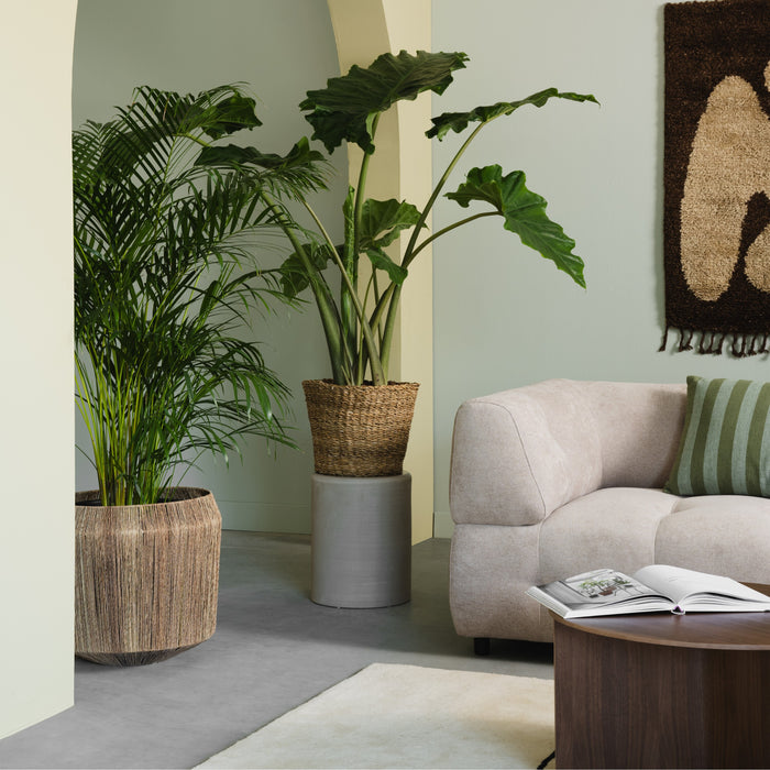 Fleurdirect Goudpalm Areca L