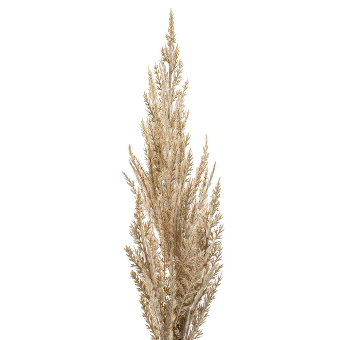Emerald Pampasgras kunst pluim steel|tak - creme wit - 80 cm