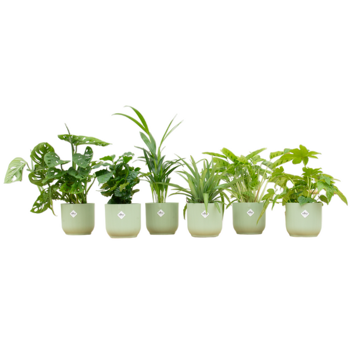 Verrassingsbox - 6 planten + elho Vibes Fold Round groen Ø14 - 20-40cm