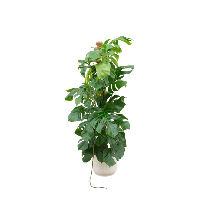 3d7e2140-e397-41b2-9059-50885fe0ab8c-vrijstaandbeeld.jpg (7102902)