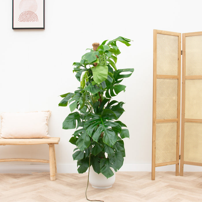 Monstera Pertusum XL + elho Vibes Fold Round wit Ø30 - 150cm