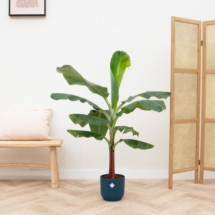 Bananenplant (Musa) + elho Vibes Fold Round blauw Ø22 - 120cm