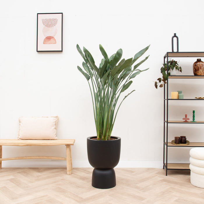 Green Bubble - Strelitzia Reginae + elho Pure Coupe zwart Ø41 - 190 cm