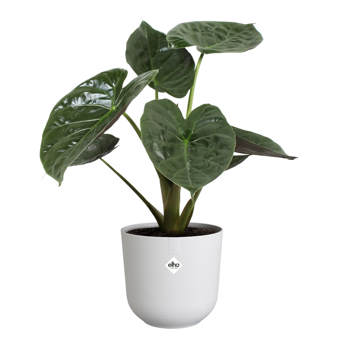 321617-x03-202310181322-C.png (7506020)