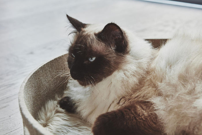 ec0be847-bae4-4326-8a05-471fe9555462-afbeelding5.jpg (7566041)